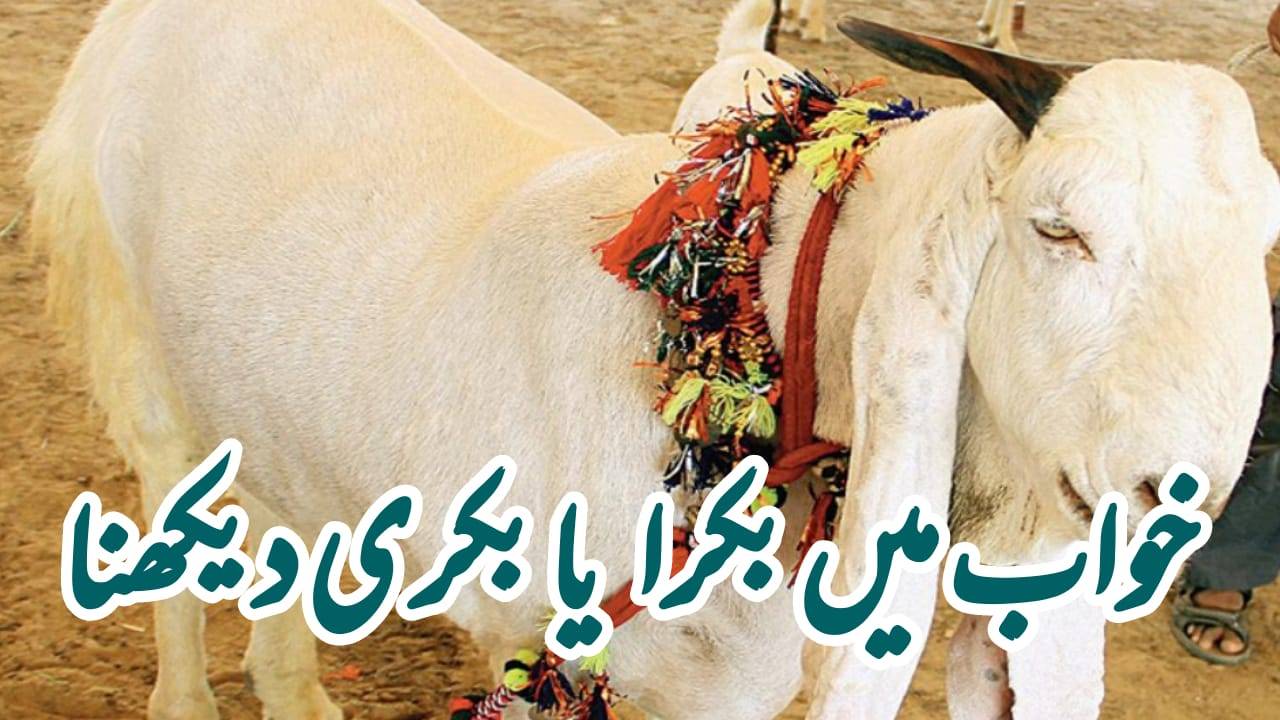 Khwab Mein Bakra Dekhna Ki Tabeer in Urdu